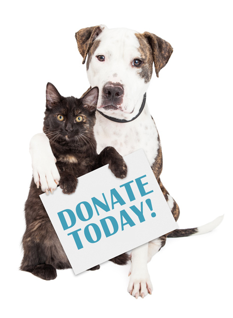 donate to dog shelter