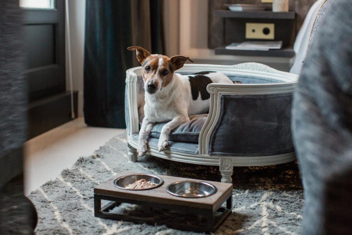 Are Pet-friendly Hotels Good Enough