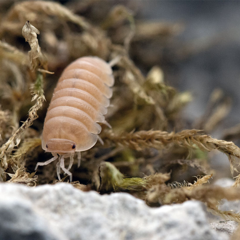 Murina papaya isopods
