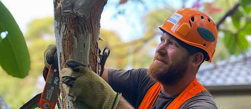 Professional Tree Care